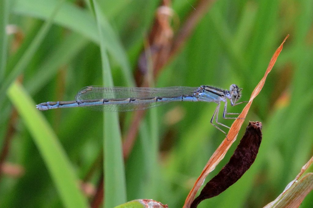 069 2012-07205340Pointe Rok, MA.JPG - Little Bluet (Enallagma minusculum). Damselfly. Pointe Rok, MA, 7-20-2012